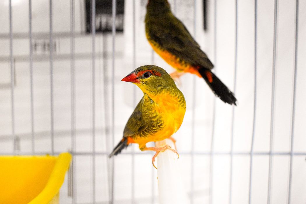 Gold Breasted Waxbill - New York Bird Supply