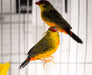 Gold Breasted Waxbill - New York Bird Supply