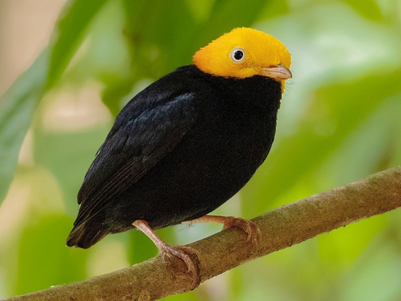 Manakin