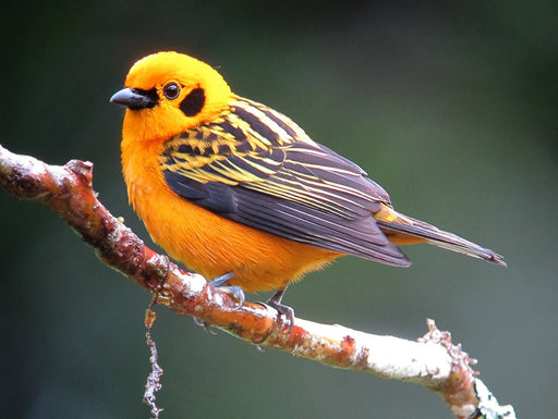 Golden Tanager - New York Bird Supply