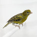 Green Canary - New York Bird Supply