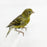 Green Canary - New York Bird Supply