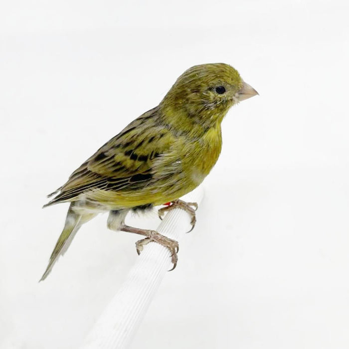 Green Canary - New York Bird Supply
