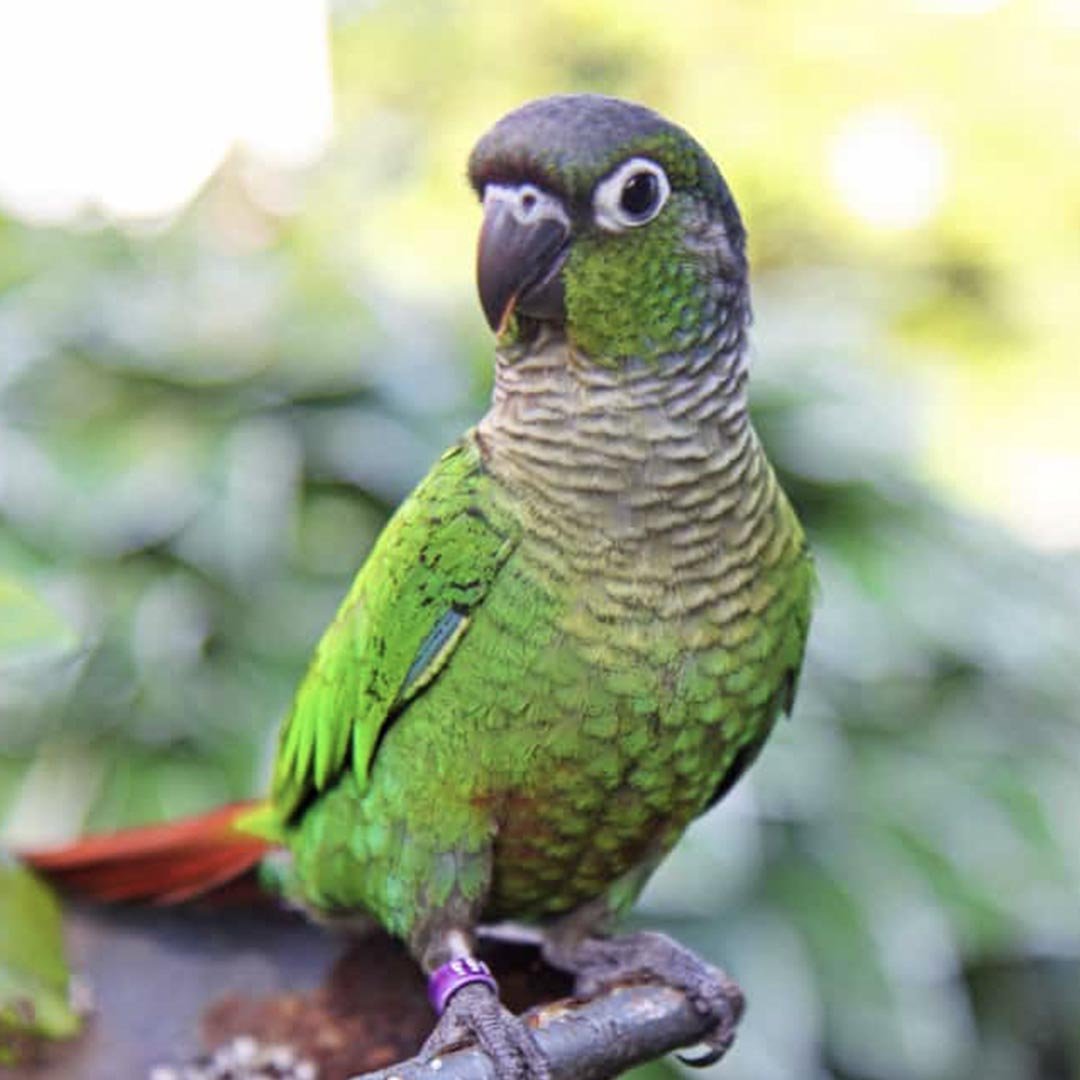 Green-Cheeked Conures