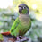 Green-Cheeked Conure - Handfed - New York Bird Supply