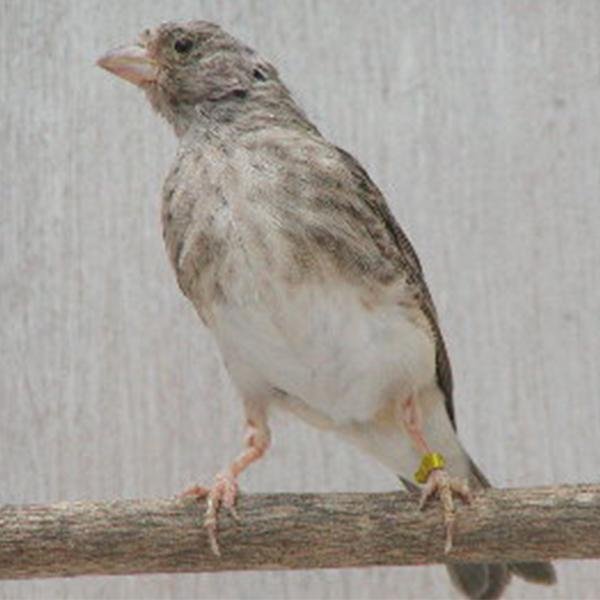 Grey Singer — New York Bird Supply