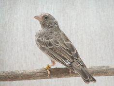 Grey Singer - New York Bird Supply