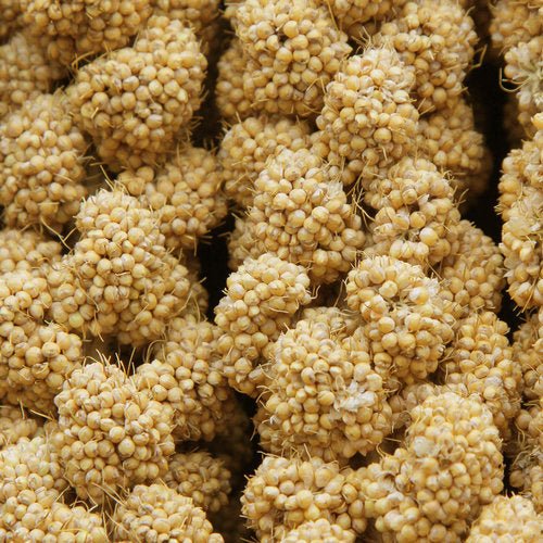 Higgins Spray Millet - New York Bird Supply