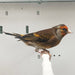 Hybrid Canary X European Goldfinch - New York Bird Supply