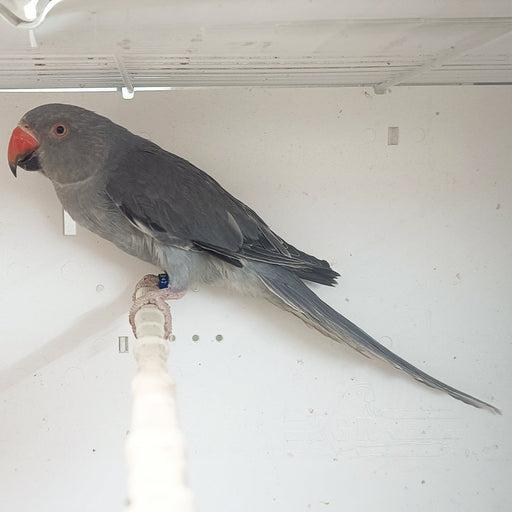 Indian Ring Neck Parrot - Grey - New York Bird Supply