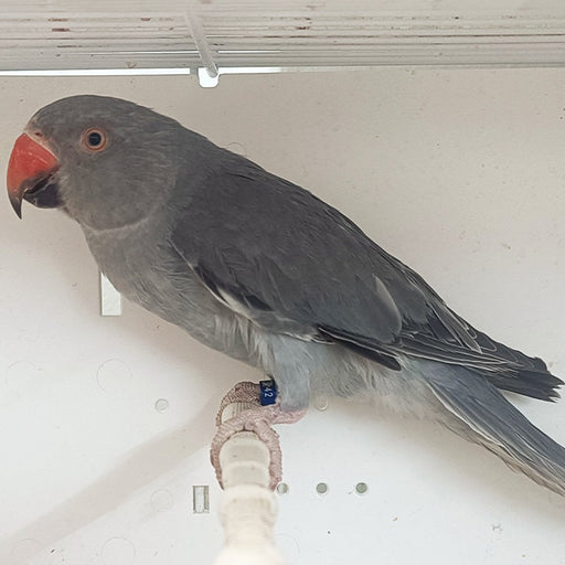 Indian Ring Neck Parrot - Grey - New York Bird Supply