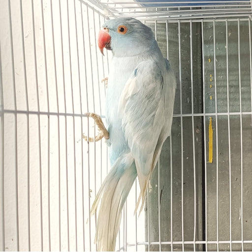 Indian Ring Neck Parrot - Harlequin Pied Blue - New York Bird Supply
