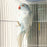 Indian Ring Neck Parrot - Harlequin Pied Blue - New York Bird Supply