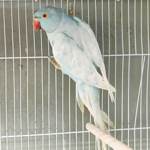 Indian Ring Neck Parrot - Harlequin Pied Blue - New York Bird Supply