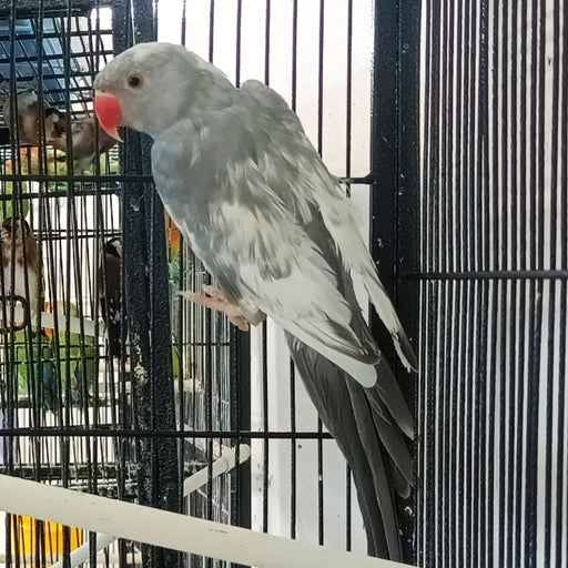 Indian Ring Neck Parrot - Harlequin Pied Grey - New York Bird Supply