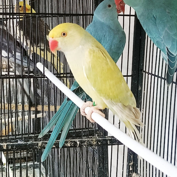 Indian Ring Neck yellow | For Price Call Us (346) 317-1342 – Texas Parrots
