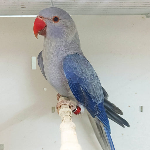 Indian Ring Neck Parrot - Indigo Blue - New York Bird Supply