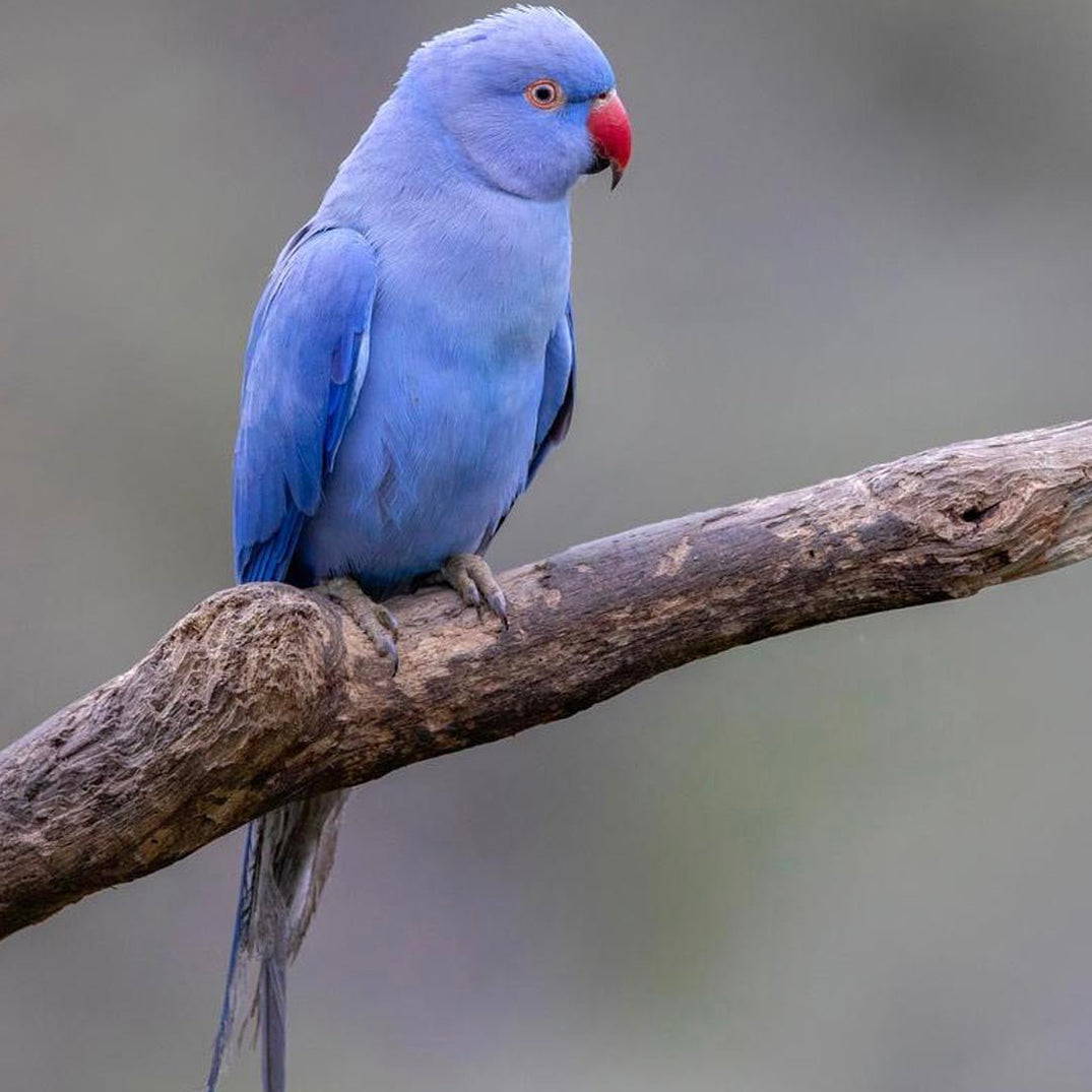 Indian Ringnecks — New York Bird Supply