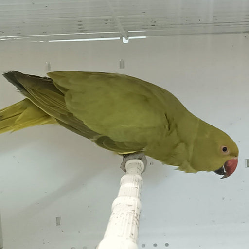 Indian Ring Neck Parrot - Yellow Oliver - New York Bird Supply