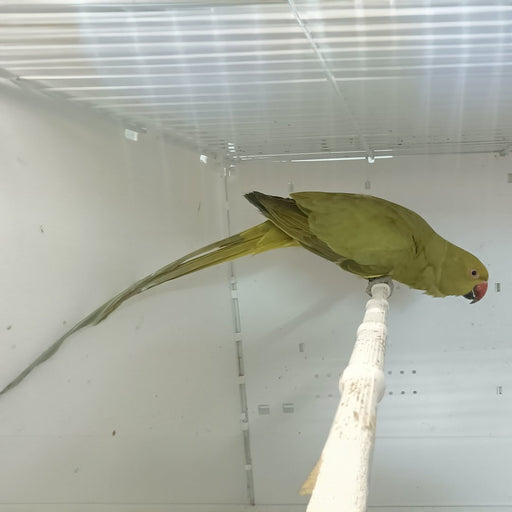 Indian Ring Neck Parrot - Yellow Oliver - New York Bird Supply