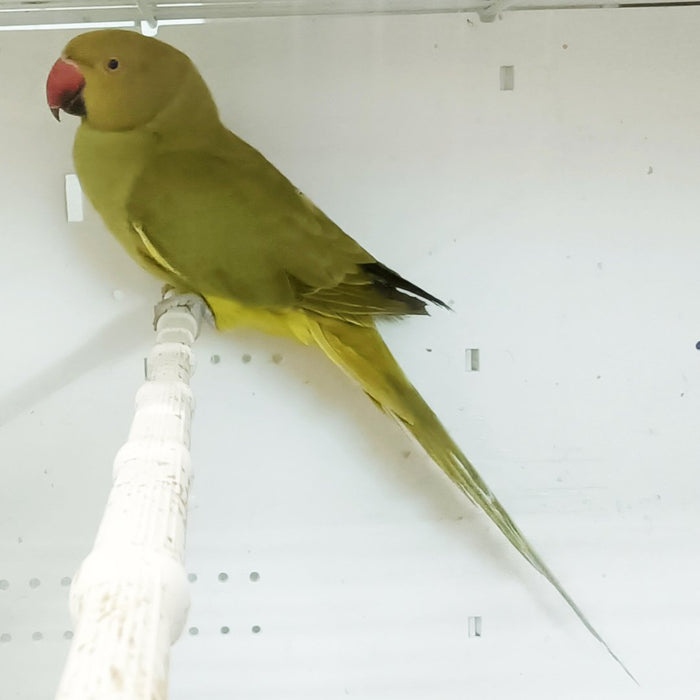 Indian Ring Neck Parrot - Yellow Oliver - New York Bird Supply