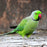 Indian Ring Neck Parrots - Green - New York Bird Supply