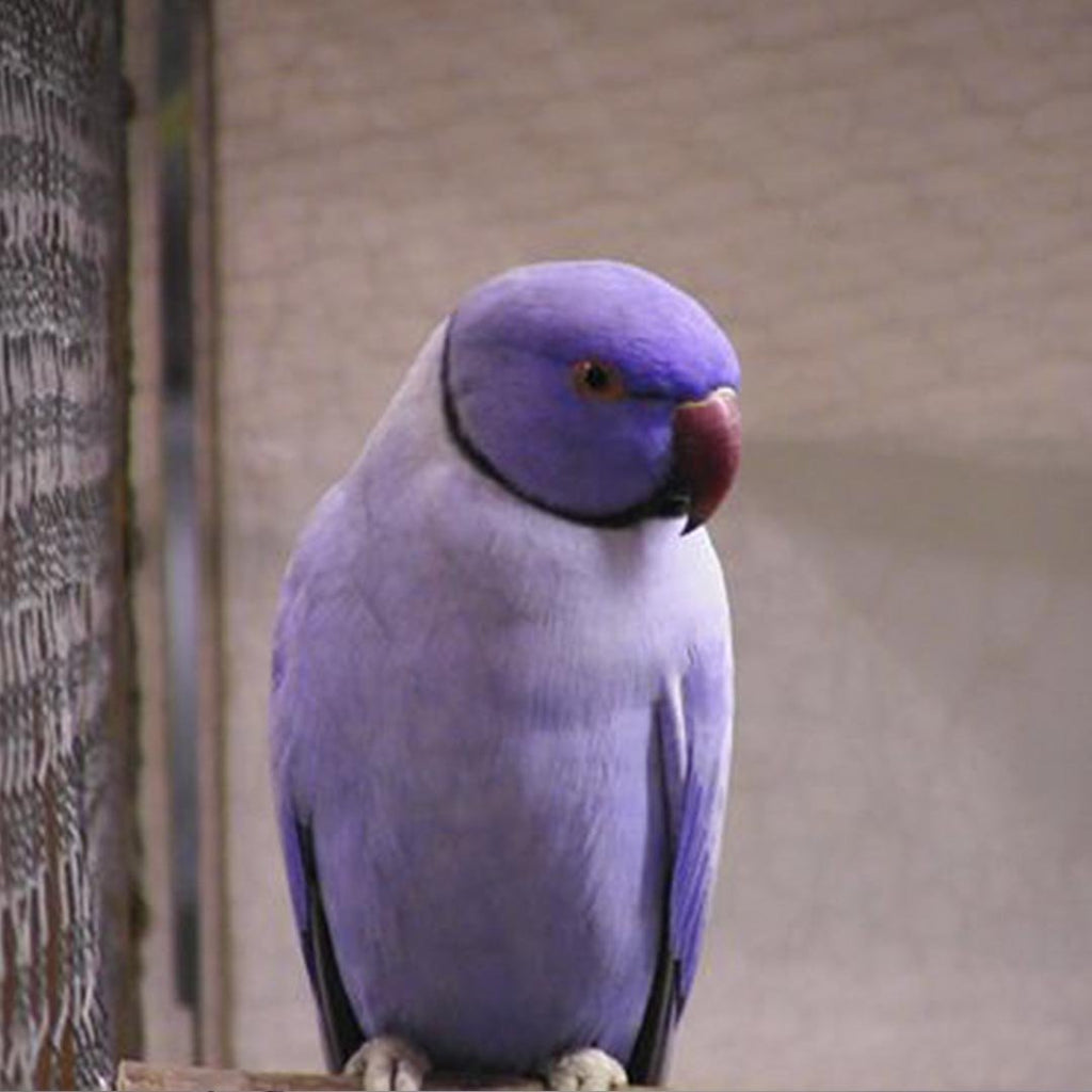 Colour Ringing Birds Lavender Parakeet