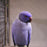 Indian Ring Neck Parrots - Lavender - New York Bird Supply