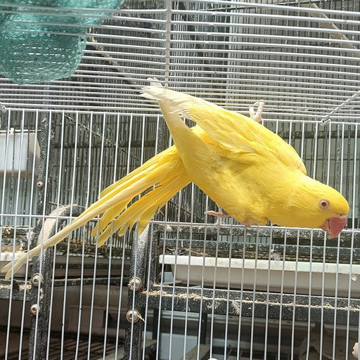 Indian Ring Neck Yellow - New York Bird Supply