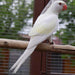 Indian Ringneck White/Yellow Cremino - New York Bird Supply