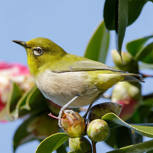 Japanese White Eye - New York Bird Supply