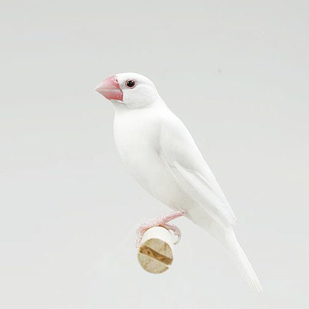 Java Finch Sparrow White — New York Bird Supply