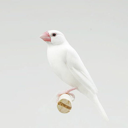 Java Finch White - New York Bird Supply