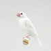 Java Finch White - New York Bird Supply