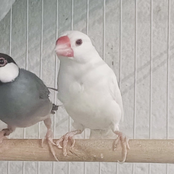 Java Finch White - New York Bird Supply