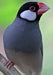 Java Sparrow - New York Bird Supply