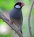 Java Sparrow - New York Bird Supply