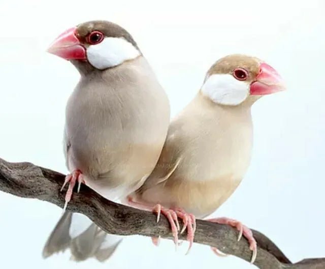 Java Sparrow Finch Fawn - New York Bird Supply