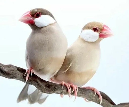 Java Sparrow Finch Fawn - New York Bird Supply