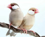 Java Sparrow Finch Fawn - New York Bird Supply