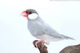 Java Sparrow Finch Silver - New York Bird Supply