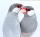 Java Sparrow Finch Silver - New York Bird Supply