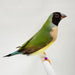 Lady Gouldian Finch - Black Head Green Back - New York Bird Supply