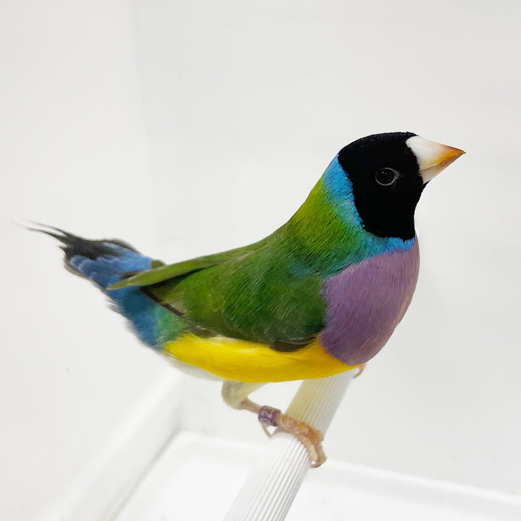 Gouldian deals finch supplies