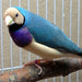 Lady Gouldian Finch - Blue Back - New York Bird Supply