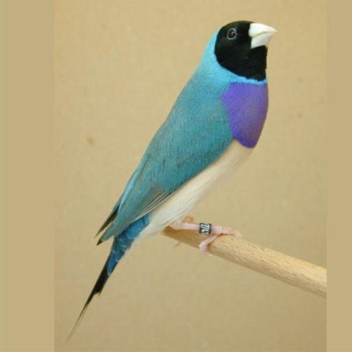 Lady Gouldian Finch - Blue Back - New York Bird Supply