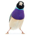 Lady Gouldian Finch - Blue Back - New York Bird Supply