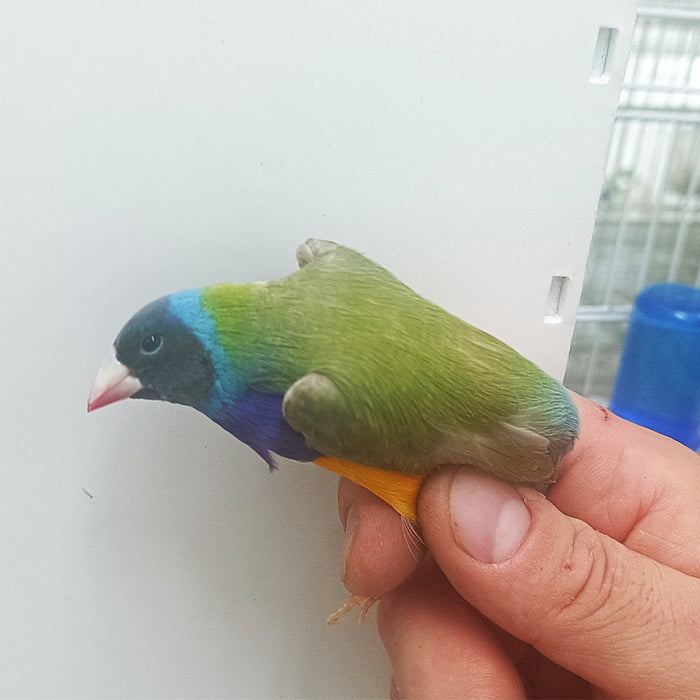 Lady Gouldian Finch - Dilute Green Back - New York Bird Supply