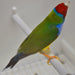 Lady Gouldian Finch - Dilute Green Back - New York Bird Supply