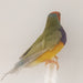 Lady Gouldian Finch - Dilute Green Back - New York Bird Supply